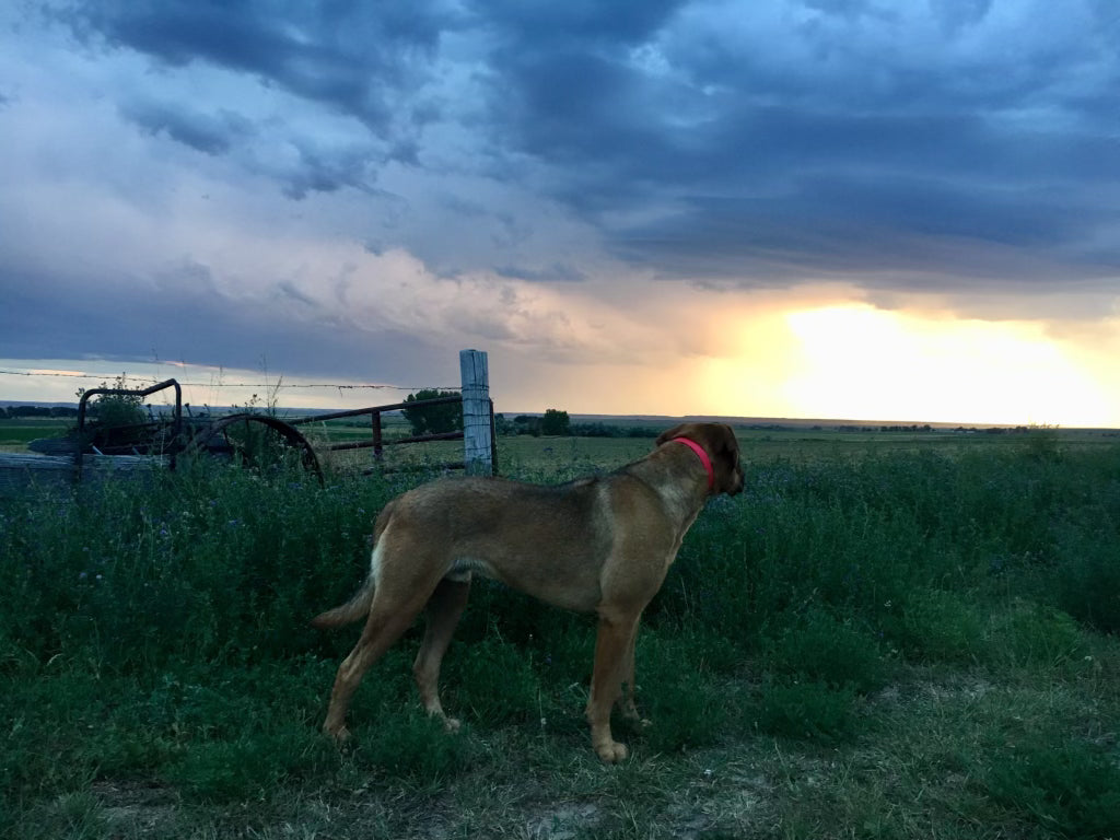 This is a picture of one of our dogs on the family farm