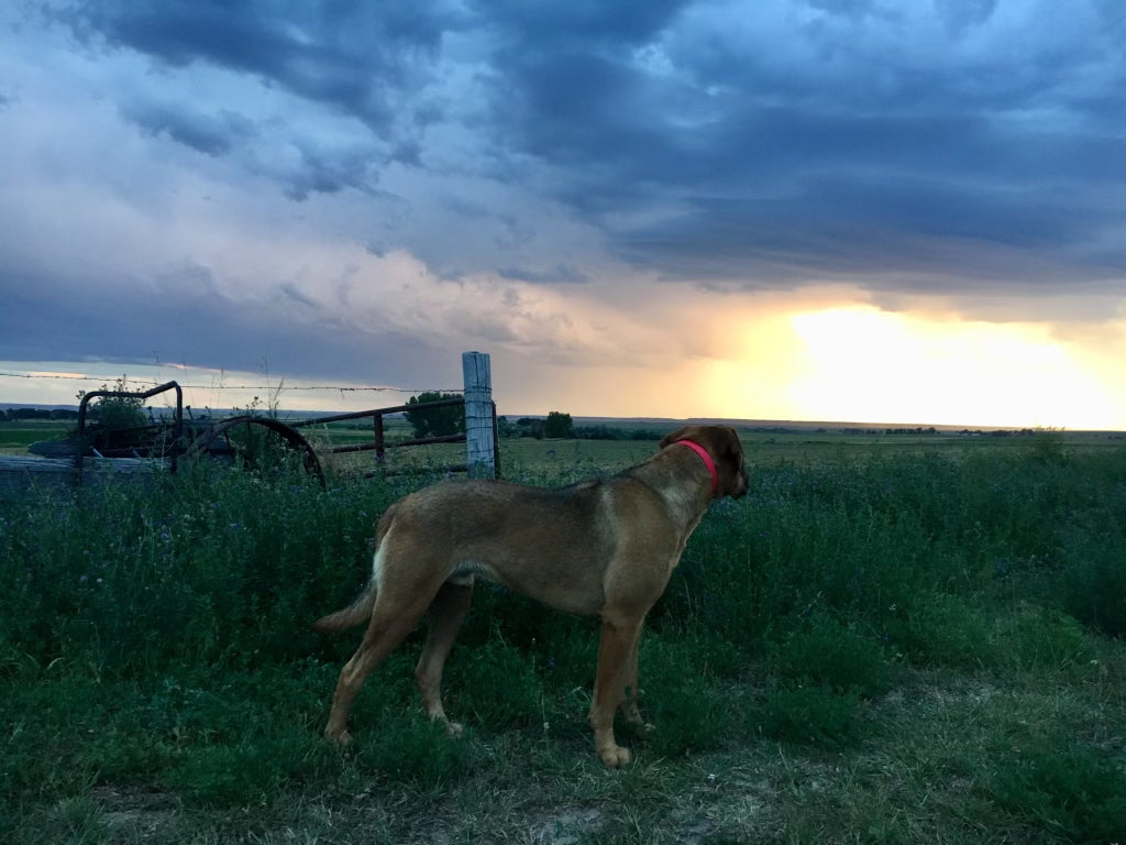 This is a picture of one of our dogs on the family farm